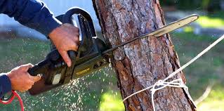 Best Tree Trimming and Pruning  in Clifton, TN