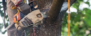  Clifton, TN Tree Removal Pros