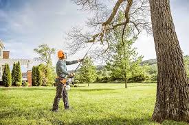 How Our Tree Care Process Works  in  Clifton, TN
