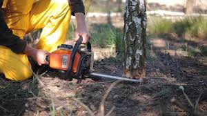 Best Tree Preservation Services  in Clifton, TN