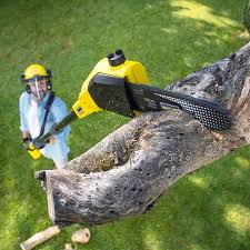 Best Hedge Trimming  in Clifton, TN