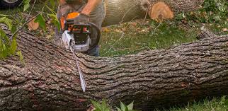 Best Aeration Services  in Clifton, TN