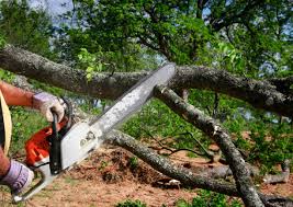 Best Lawn Disease Treatment  in Clifton, TN