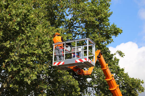 Clifton, TN Tree Removal Company