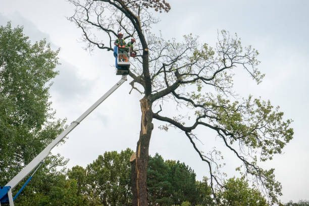 Best Root Management and Removal  in Clifton, TN