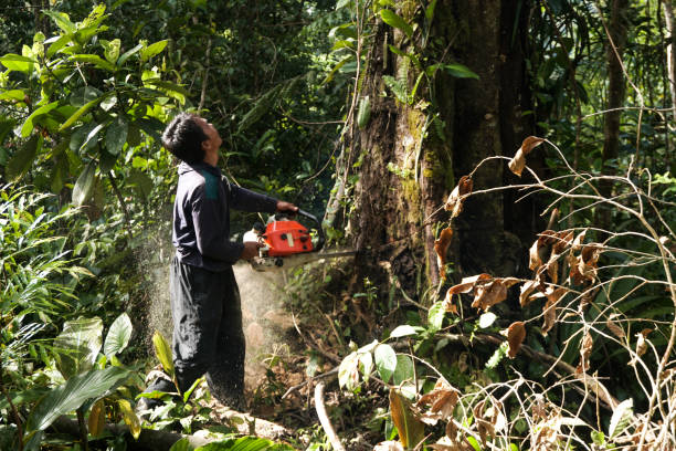 Best Storm Damage Tree Cleanup  in Clifton, TN
