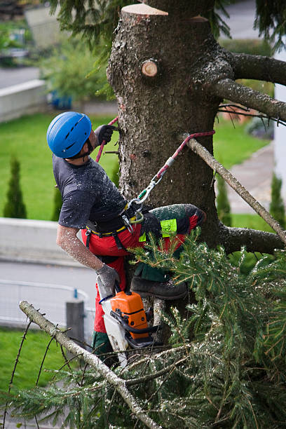 Best Organic Lawn Care Solutions  in Clifton, TN