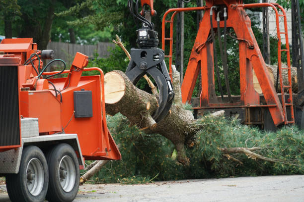Best Lot and Land Clearing  in Clifton, TN