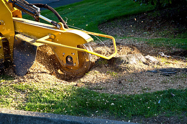 Best Tree Disease Treatment  in Clifton, TN