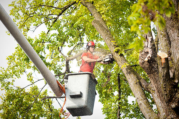 Best Emergency Tree Removal  in Clifton, TN