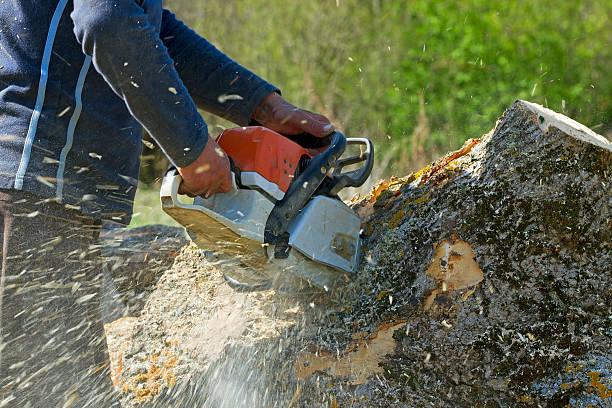 Best Arborist Consultation Services  in Clifton, TN