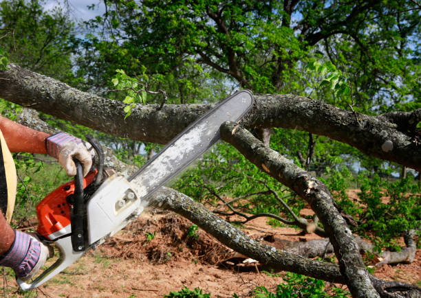 Best Tree Risk Assessment  in Clifton, TN